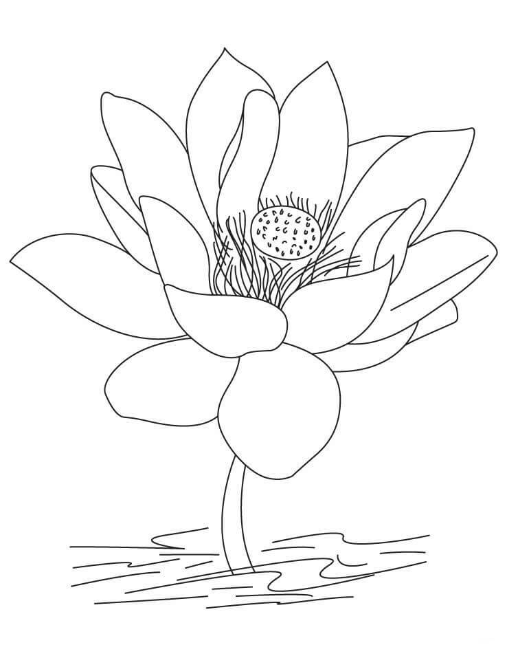Dibujo de Gran Loto para Colorear
