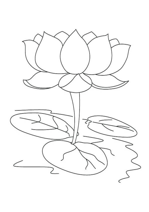 Dibujo de Hermoso Loto para Colorear
