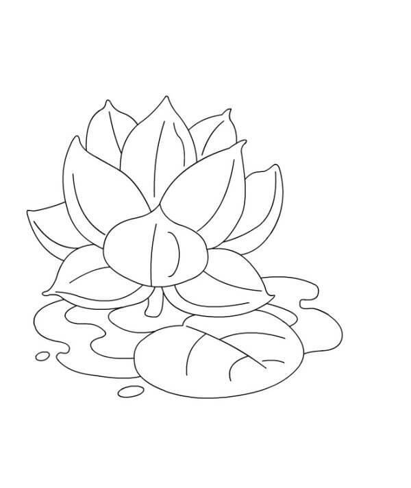 Dibujo de Loto 1 para Colorear