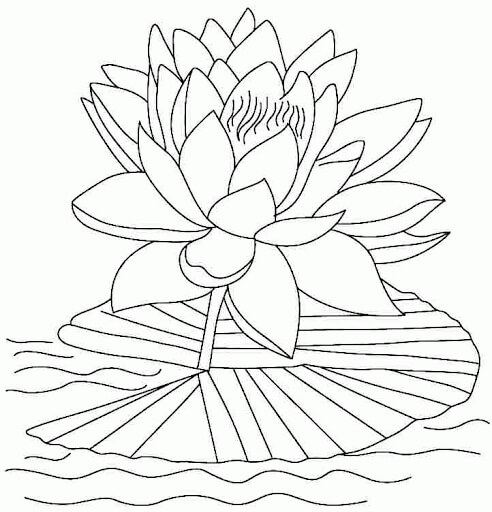 Dibujo de Loto Adorable para Colorear