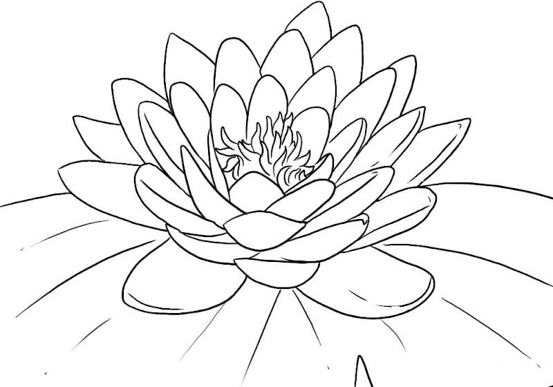 Dibujo de Loto Normal para Colorear