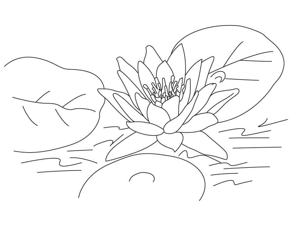 Dibujo de Loto con Hoja para Colorear