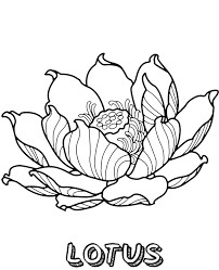 Dibujo de Lotus 2 para Colorear
