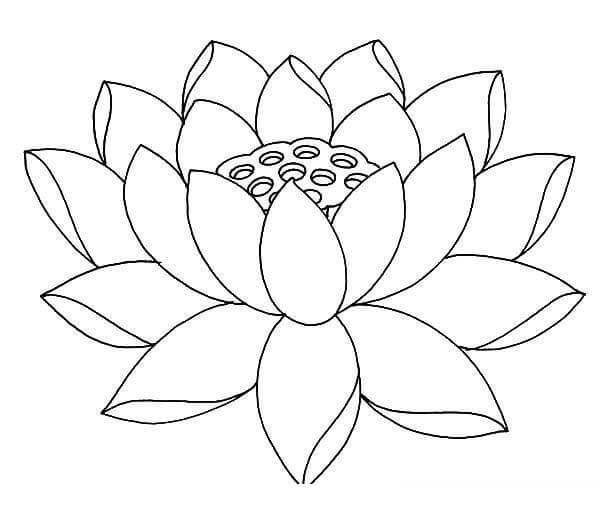 Dibujo de Lotus Impresionante para Colorear