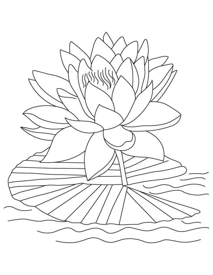 Dibujo de Lotus Simple para Colorear