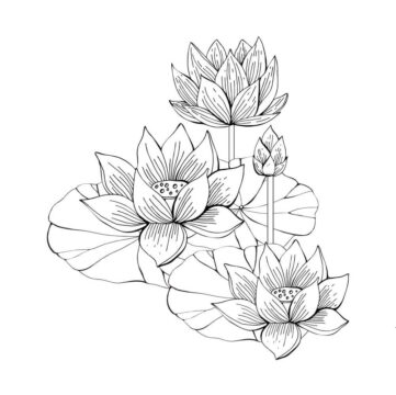 Dibujo de Mano Dibujar Loto para Colorear