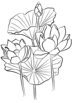 Dibujo de Tres Lotus para Colorear