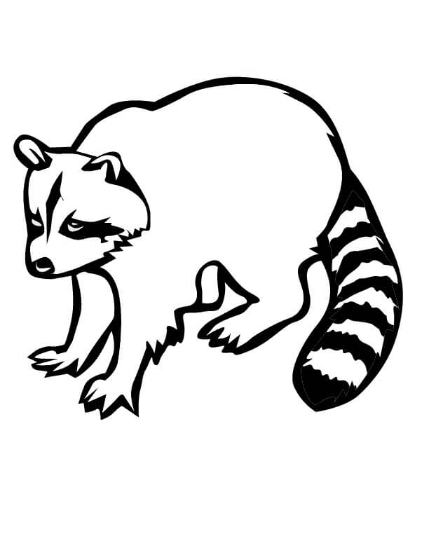 Dibujo de Gran Mapache para Colorear