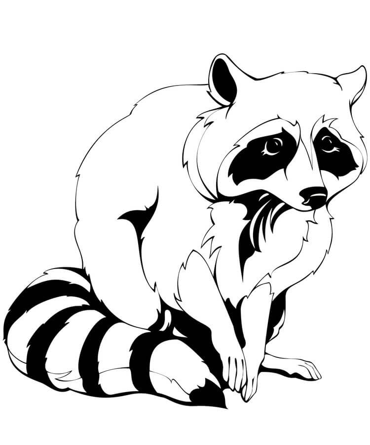 Dibujo de Lindo Mapache Sentado para Colorear