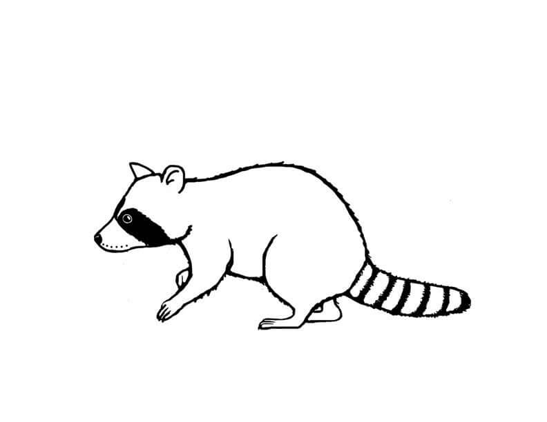 Dibujo de Mapache Impresionante para Colorear