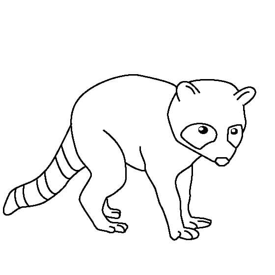 Dibujo de Mapache Perfecto para Colorear