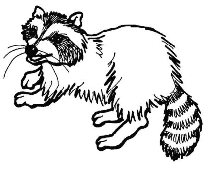 Dibujo de Mapache Simple para Colorear
