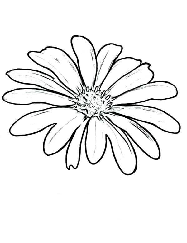 Dibujo de Bonita Margarita para Colorear