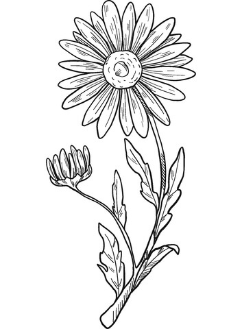 Dibujo de Dibujar a Mano Margarita para Colorear