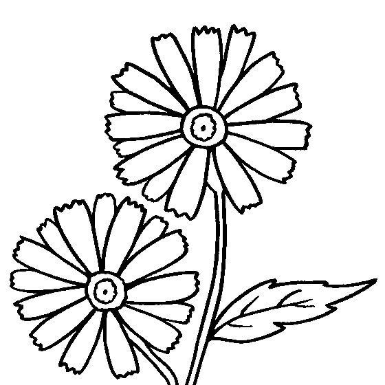 Dibujo de Gran Margarita para Colorear