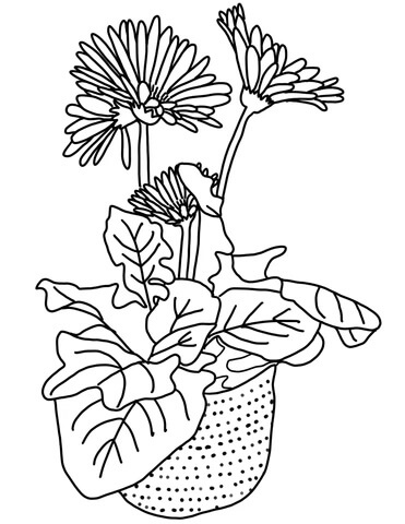 Dibujo de Margarita Gerbera para Colorear