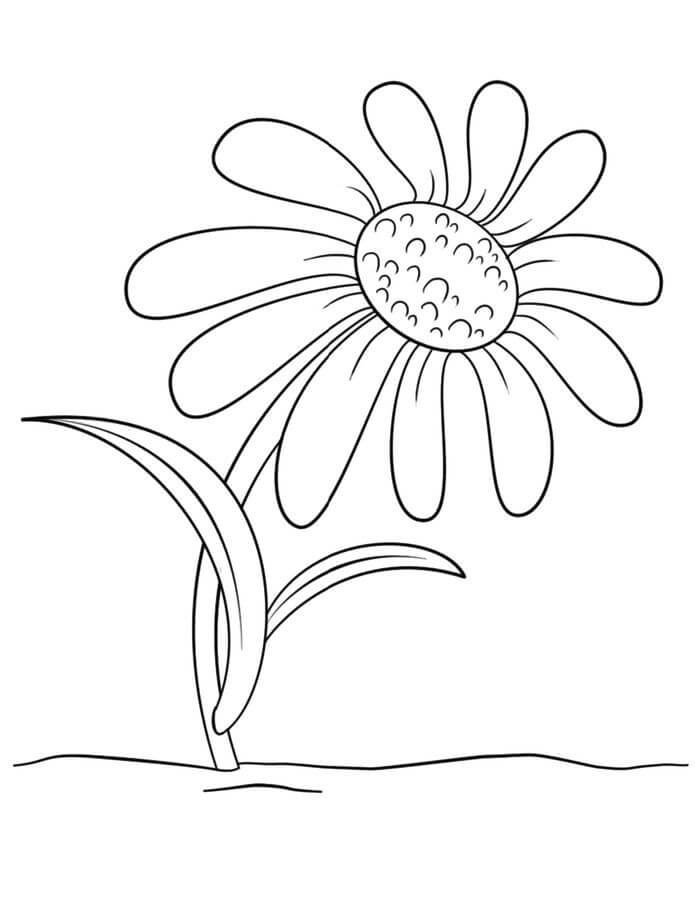 Dibujo de Margarita Perfecta para Colorear