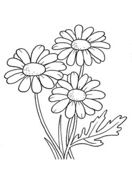 Dibujo de Tres Margaritas para Colorear