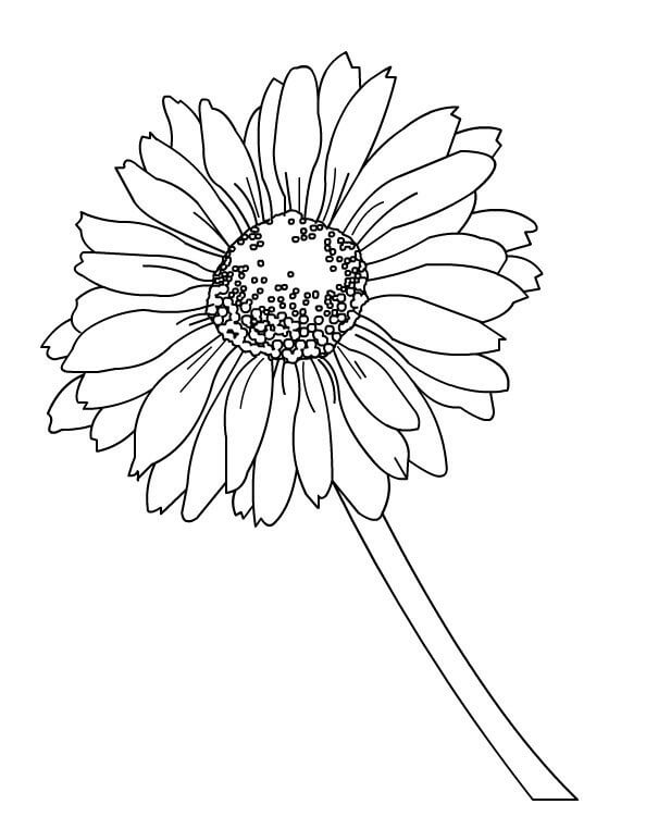 Dibujo de Una Margarita para Colorear