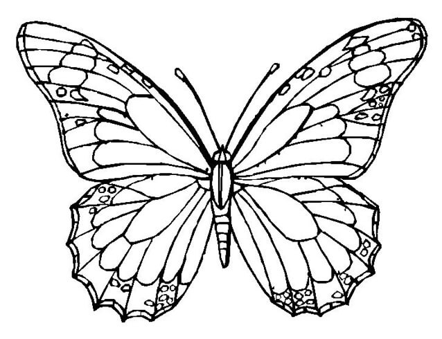 Dibujo de Agradable Mariposa para Colorear