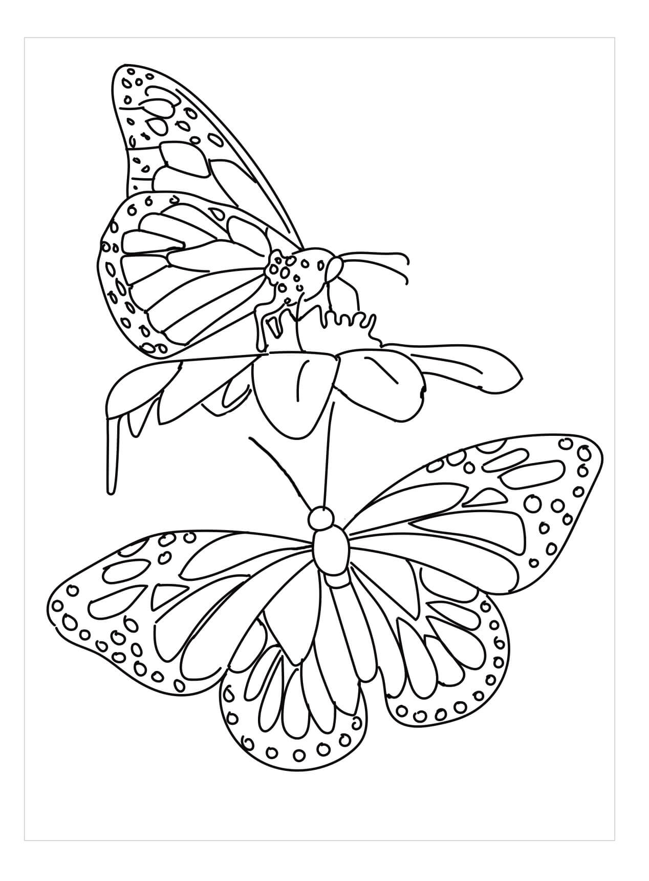 Dibujo de Dos Mariposas para Colorear