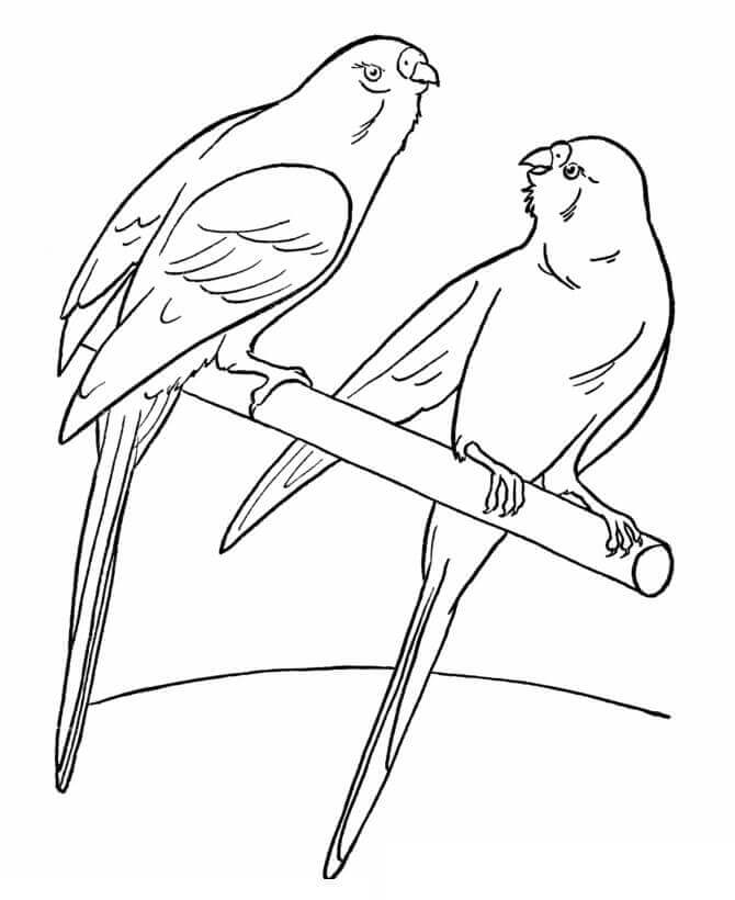 Dibujo de P Jaros del Animal Dom Stico para Colorear