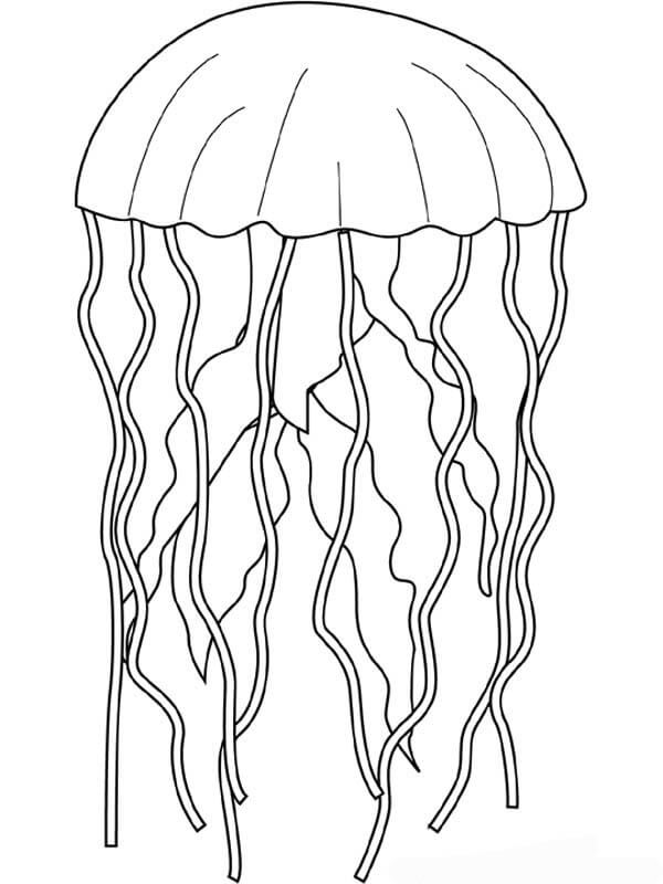Dibujo de Buena Medusa para Colorear