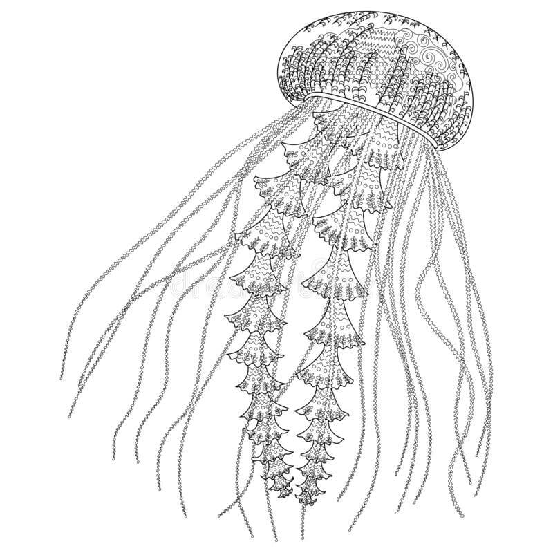 Dibujo de Medusas Muy Detalladas para Colorear
