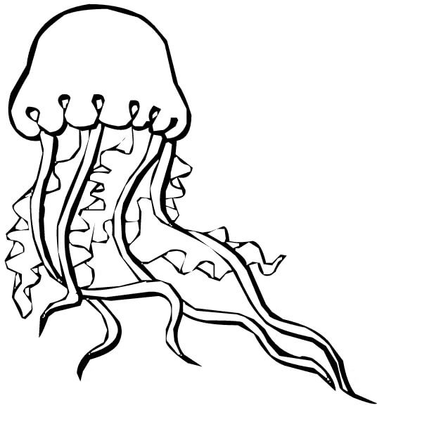 Dibujo de Zentangle de Medusas para Colorear