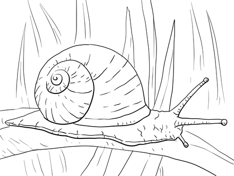 Dibujo de Caracol de Hoja Larga para Colorear