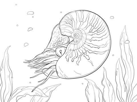 Dibujo de Nautilus con cámara para Colorear