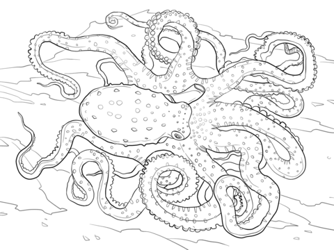 Dibujo de Pulpo Manchado Blanco para Colorear
