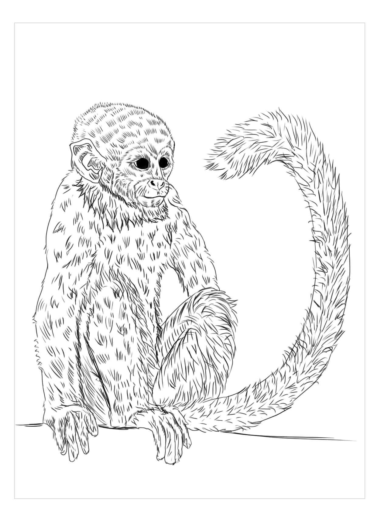 Dibujo de Bonito Mono para Colorear