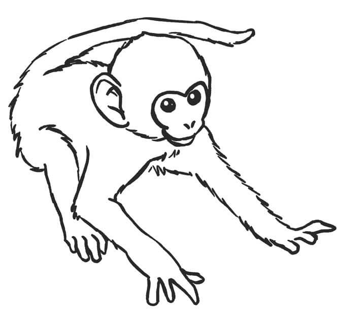 Dibujo de Mono para Colorear