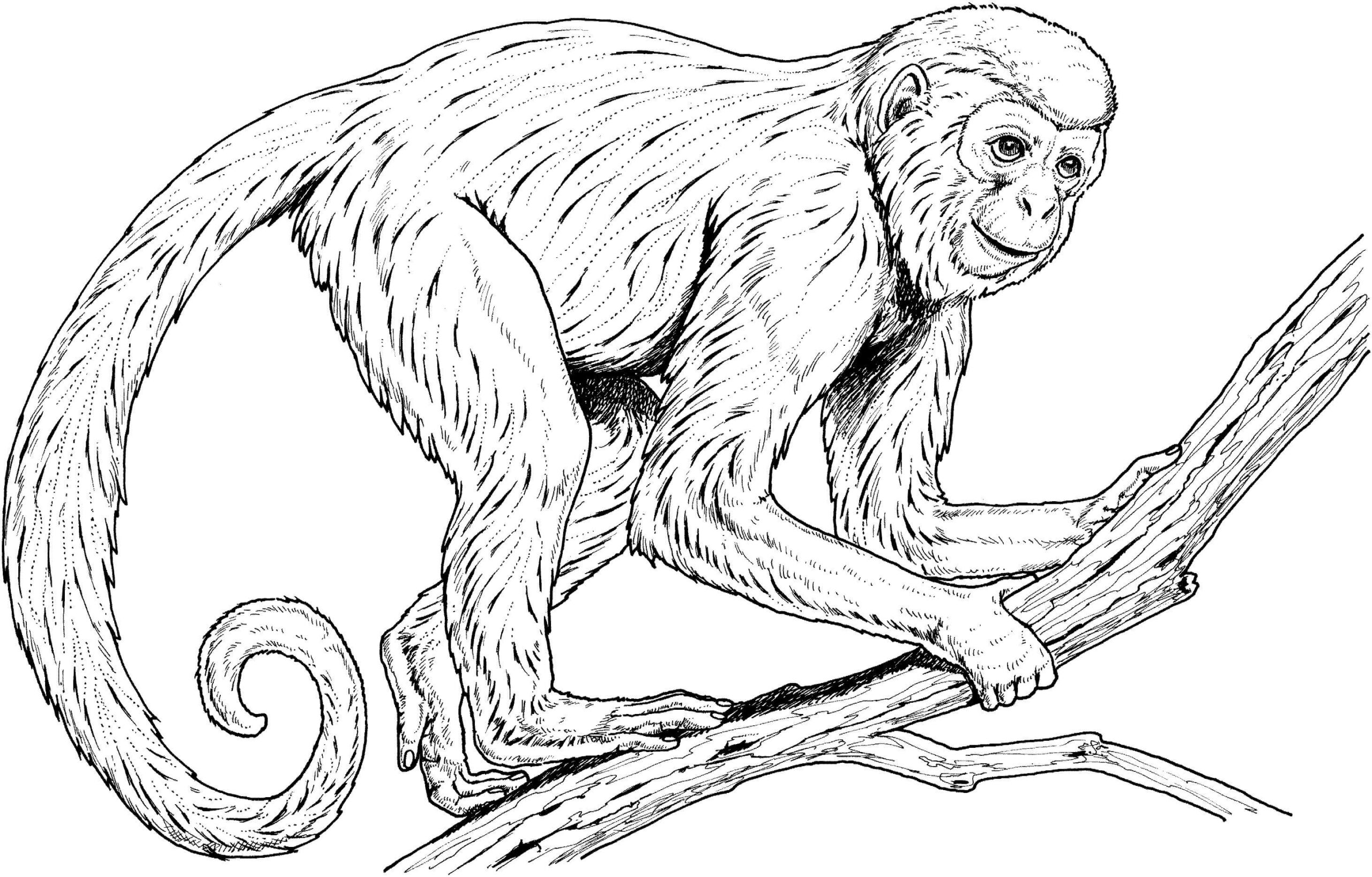Dibujo de El Mono Es para Adultos para Colorear