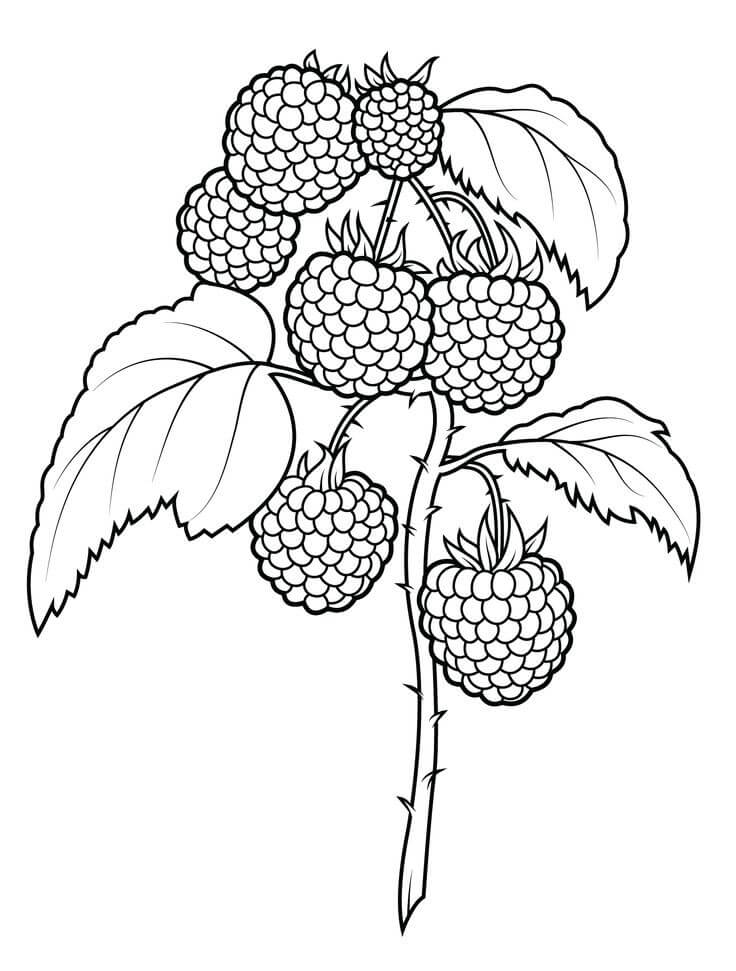 Dibujo de Árbol de Mora para Colorear