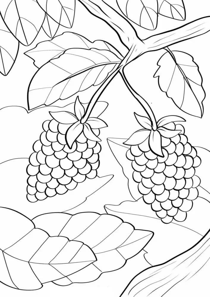 Dibujo de Blackberry Gratis para Colorear