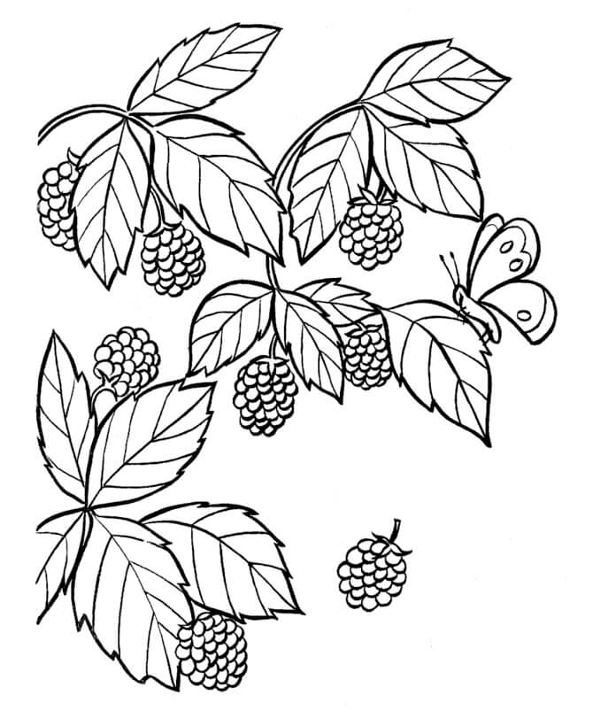 Dibujo de Blackberrys y Mariposa para Colorear