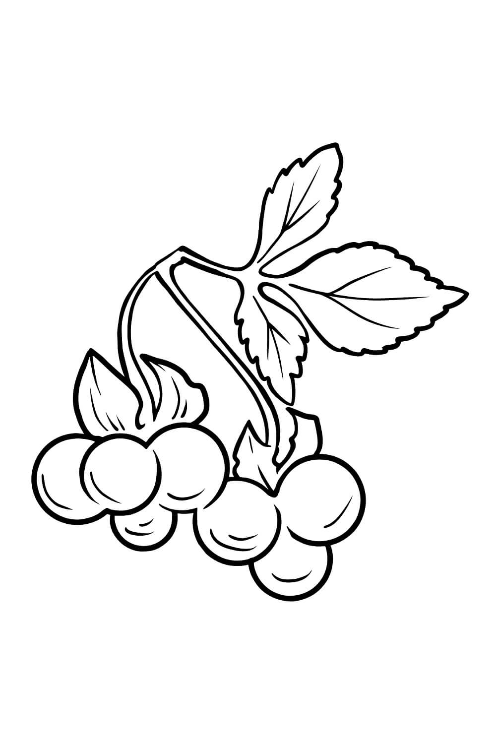 Dibujo de Bonito Mora para Colorear