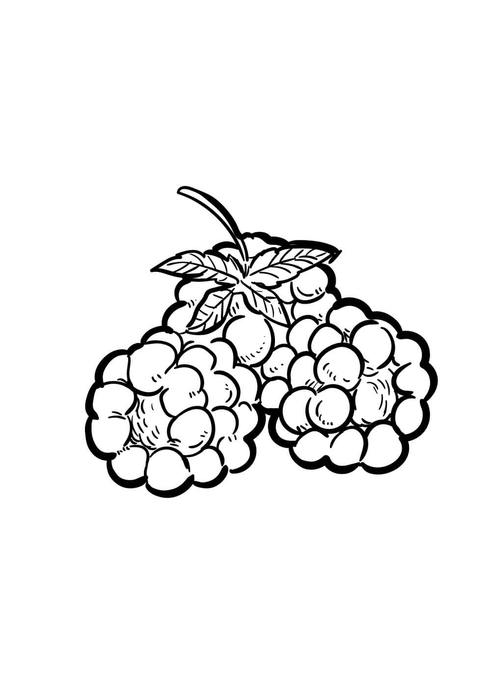 Dibujo de Grandes Tres Moras para Colorear