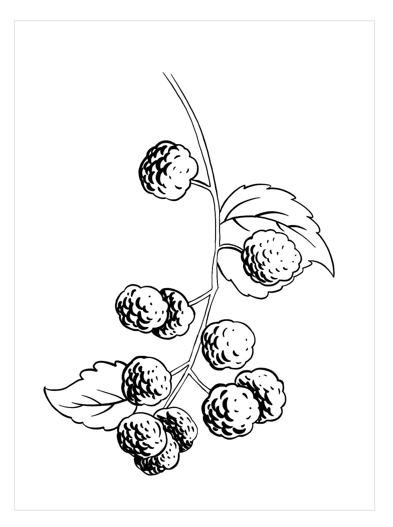 Dibujo de Mora Dulce para Colorear