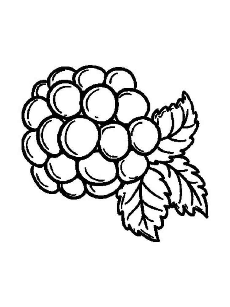 Dibujo de Mora Normal para Colorear