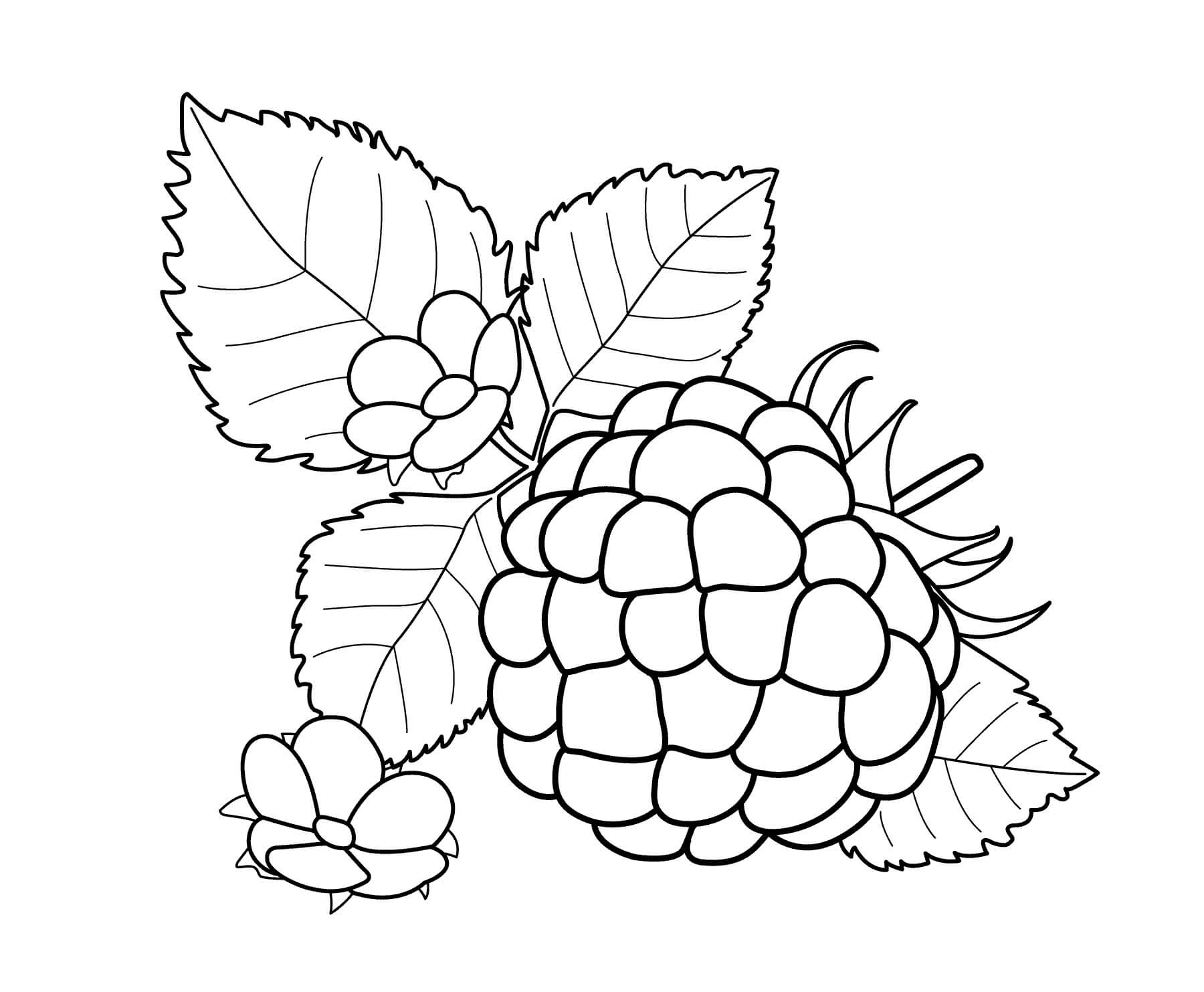 Dibujo de Mora con Hoja y Flor para Colorear