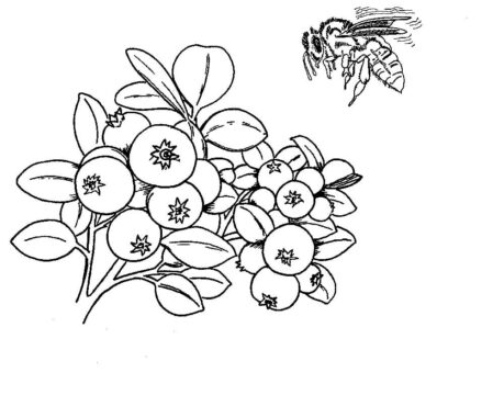 Dibujo de Mora y Abeja para Colorear