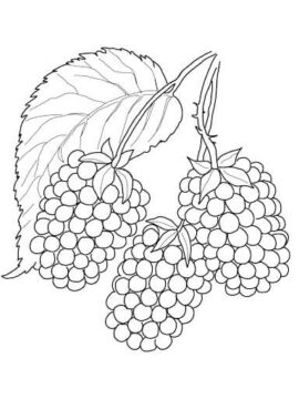 Dibujo de Tres Moras para Colorear