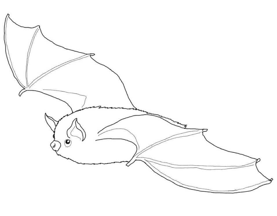 Dibujo de Murcielago marrón para Colorear
