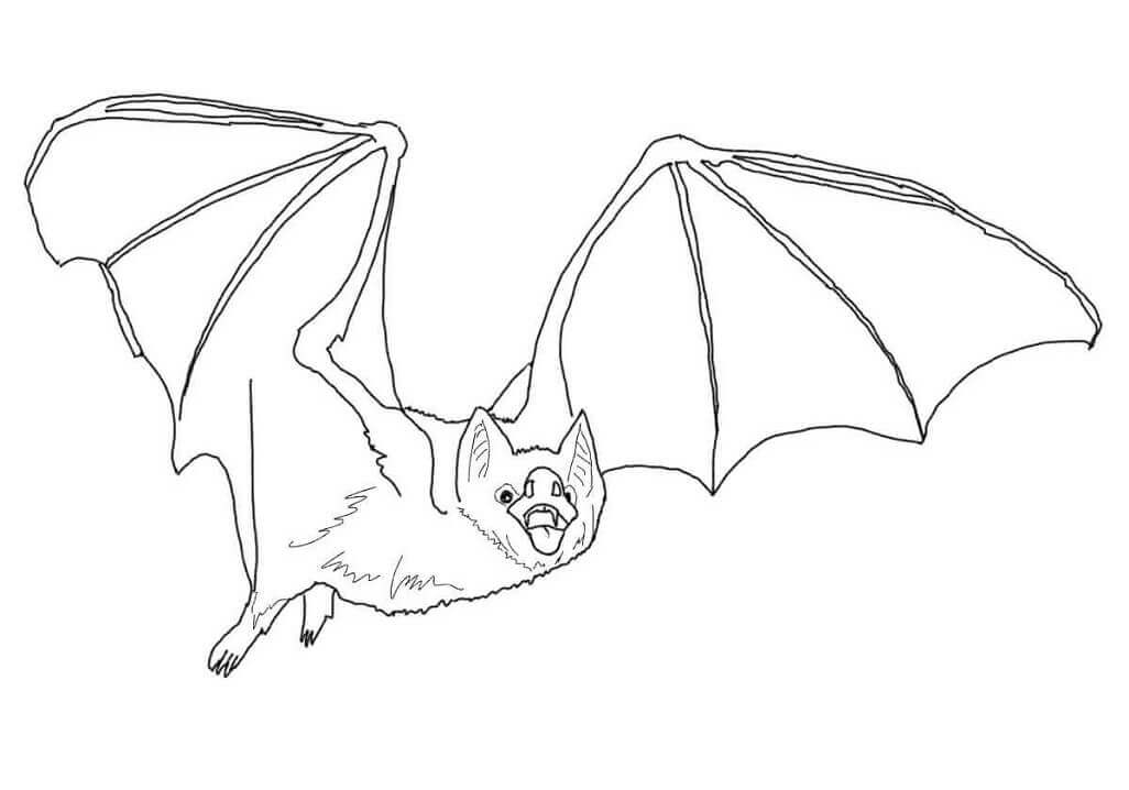 Dibujo de Murcielago Vampiro común para Colorear