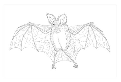 Dibujo de Murcielago Vampiro Falso para Colorear
