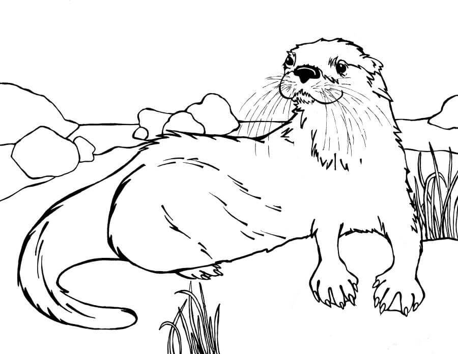 Dibujo de Nutria Acostado para Colorear
