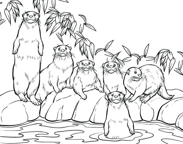 Dibujo de Nutria Familiar para Colorear